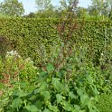 Salvia orthostachys (2)